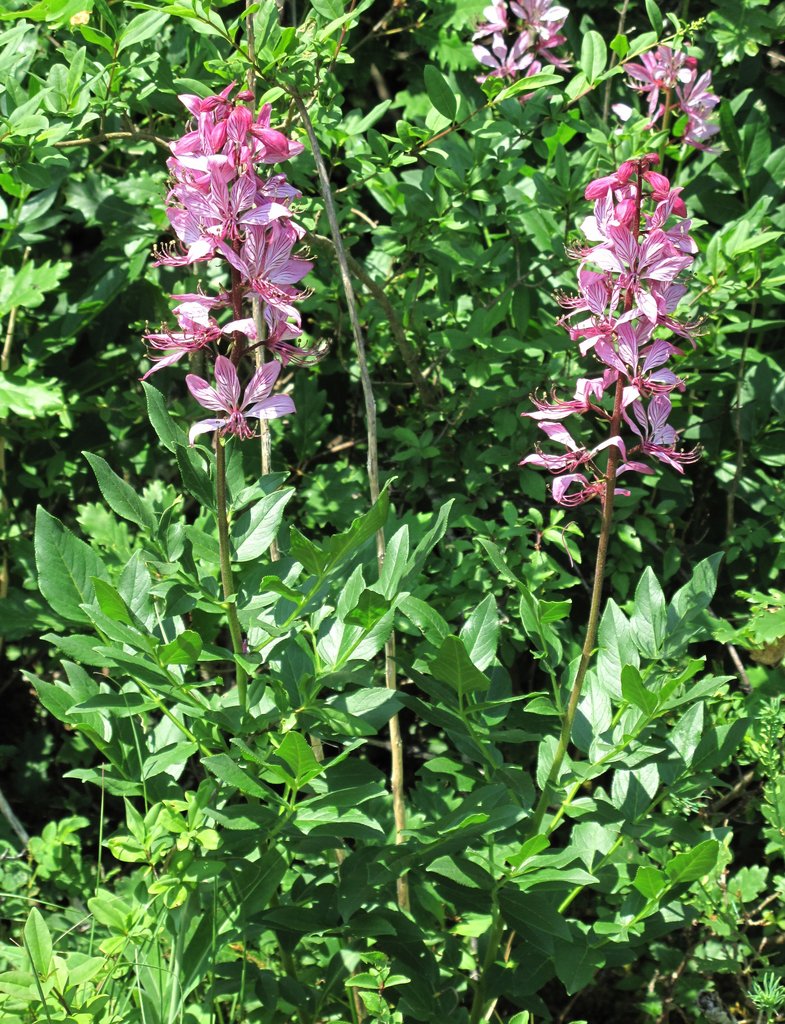 Dictamnus albus